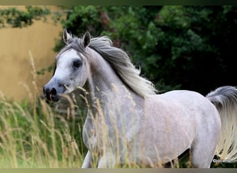 Purosangue arabo, Castrone, 3 Anni, 155 cm, Grigio