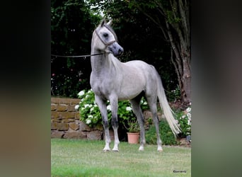 Purosangue arabo, Castrone, 3 Anni, 155 cm, Grigio