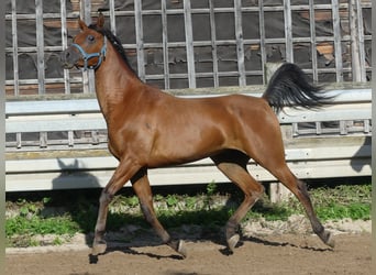 Purosangue arabo, Castrone, 3 Anni, 156 cm, Baio