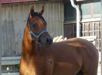 Purosangue arabo, Castrone, 3 Anni, 156 cm, Baio