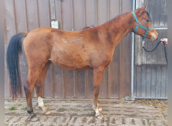 Purosangue arabo, Castrone, 3 Anni, 157 cm, Baio