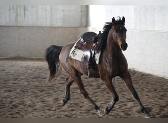 Purosangue arabo, Castrone, 3 Anni