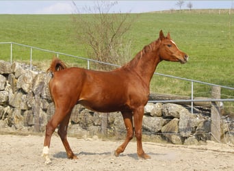 Purosangue arabo, Castrone, 3 Anni, Sauro