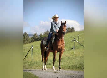 Purosangue arabo, Castrone, 4 Anni, 152 cm, Baio