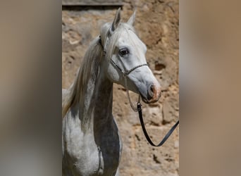 Purosangue arabo, Castrone, 4 Anni, 152 cm, Grigio