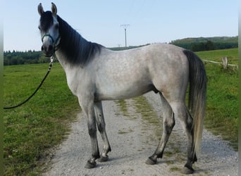 Purosangue arabo, Castrone, 4 Anni, 153 cm, Grigio