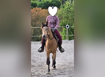 Purosangue arabo, Castrone, 4 Anni, 153 cm, Pelle di daino
