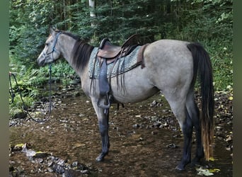 Purosangue arabo, Castrone, 4 Anni, 153 cm, Pelle di daino