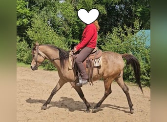 Purosangue arabo, Castrone, 4 Anni, 153 cm, Pelle di daino