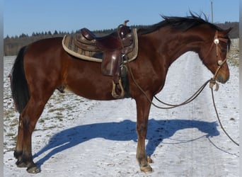 Purosangue arabo, Castrone, 4 Anni, 154 cm, Baio