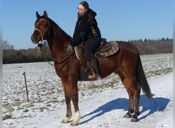Purosangue arabo, Castrone, 4 Anni, 154 cm, Baio