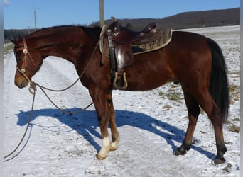 Purosangue arabo, Castrone, 4 Anni, 154 cm, Baio