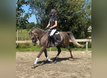 Purosangue arabo, Castrone, 4 Anni, 154 cm, Grigio