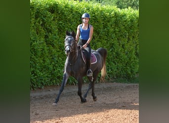 Purosangue arabo, Castrone, 4 Anni, 155 cm, Grigio