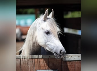 Purosangue arabo, Castrone, 4 Anni, 155 cm, Grigio pezzato