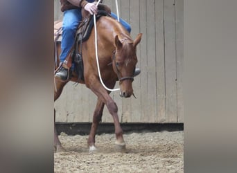 Purosangue arabo, Castrone, 4 Anni, 156 cm, Sauro
