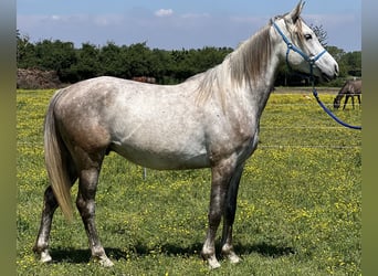 Purosangue arabo, Castrone, 4 Anni, 157 cm, Grigio