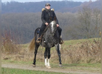 Purosangue arabo, Castrone, 4 Anni, 158 cm, Grigio