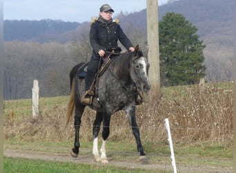 Purosangue arabo, Castrone, 4 Anni, 158 cm, Grigio