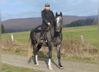 Purosangue arabo, Castrone, 4 Anni, 158 cm, Grigio