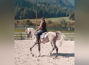 Purosangue arabo, Castrone, 4 Anni, 158 cm, Grigio