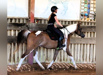 Purosangue arabo, Castrone, 4 Anni, 158 cm, Tobiano-tutti i colori