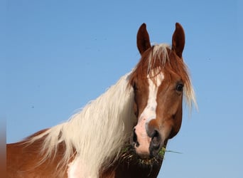Purosangue arabo, Castrone, 4 Anni, 158 cm, Tobiano-tutti i colori