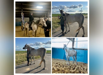 Purosangue arabo, Castrone, 4 Anni, 165 cm, Grigio