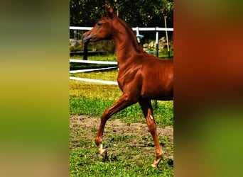 Purosangue arabo, Castrone, 4 Anni, Sauro