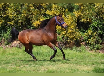 Purosangue arabo, Castrone, 5 Anni, 151 cm, Baio nero