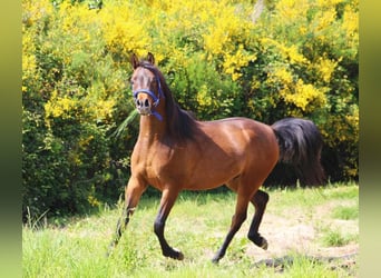 Purosangue arabo, Castrone, 5 Anni, 151 cm, Baio nero