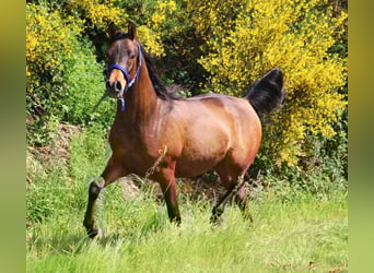 Purosangue arabo, Castrone, 5 Anni, 151 cm, Baio nero