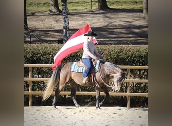 Purosangue arabo, Castrone, 5 Anni, 152 cm, Grigio