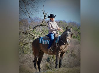 Purosangue arabo, Castrone, 5 Anni, 152 cm, Grigio