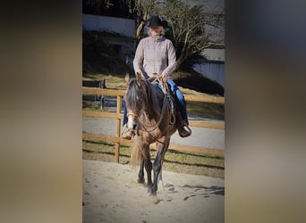 Purosangue arabo, Castrone, 5 Anni, 152 cm, Grigio