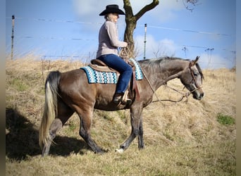 Purosangue arabo, Castrone, 5 Anni, 152 cm, Grigio