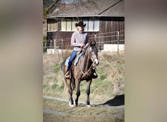 Purosangue arabo, Castrone, 5 Anni, 152 cm, Grigio