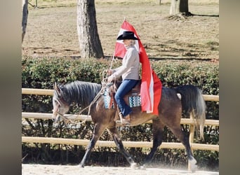 Purosangue arabo, Castrone, 5 Anni, 152 cm, Grigio