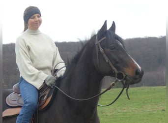 Purosangue arabo, Castrone, 5 Anni, 153 cm, Baio scuro