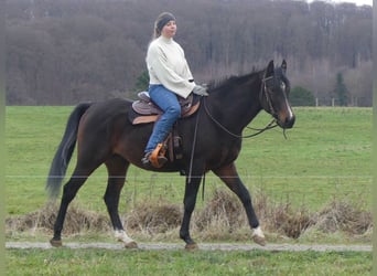 Purosangue arabo, Castrone, 5 Anni, 153 cm, Baio scuro