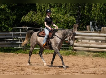 Purosangue arabo, Castrone, 5 Anni, 153 cm, Grigio