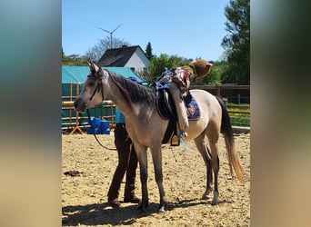 Purosangue arabo, Castrone, 5 Anni, 154 cm, Grigio