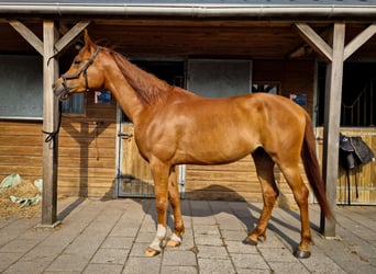 Purosangue arabo, Castrone, 5 Anni, 154 cm, Sauro