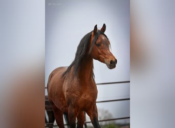 Purosangue arabo, Castrone, 5 Anni, 157 cm, Baio