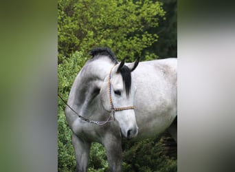 Purosangue arabo, Castrone, 5 Anni, 159 cm, Grigio