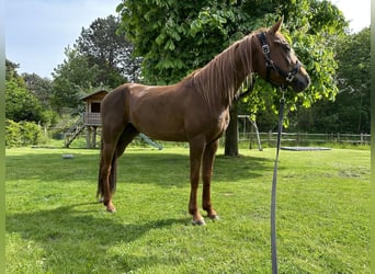 Purosangue arabo, Castrone, 6 Anni, 148 cm, Sauro