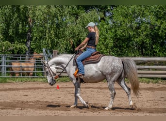 Purosangue arabo, Castrone, 6 Anni, 150 cm, Grigio