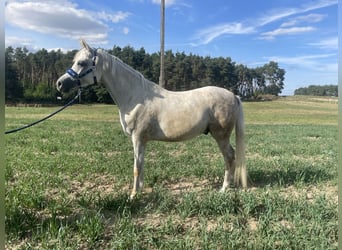 Purosangue arabo, Castrone, 6 Anni, 154 cm, Grigio