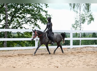 Purosangue arabo, Castrone, 6 Anni, 154 cm, Grigio