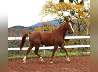 Purosangue arabo, Castrone, 6 Anni, 157 cm, Rabicano